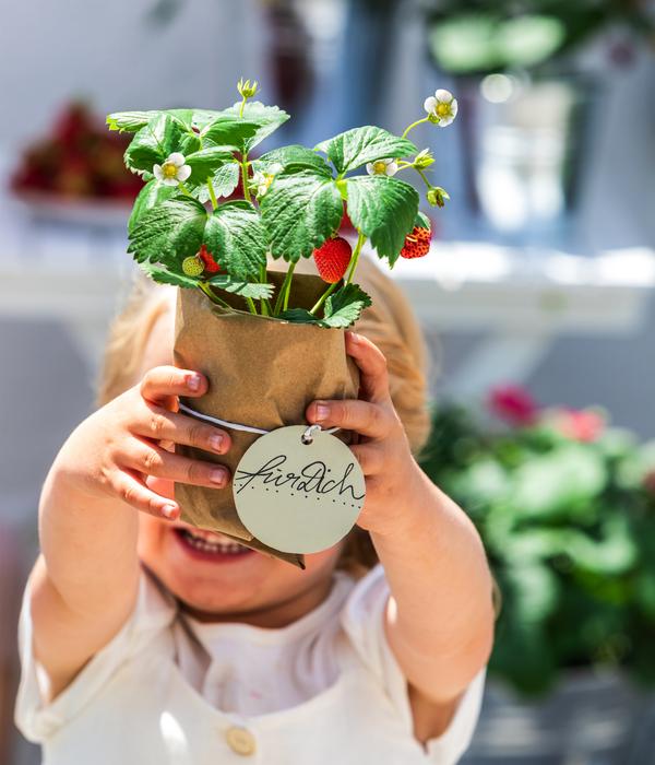 Erdbeere 'Rosana®'
