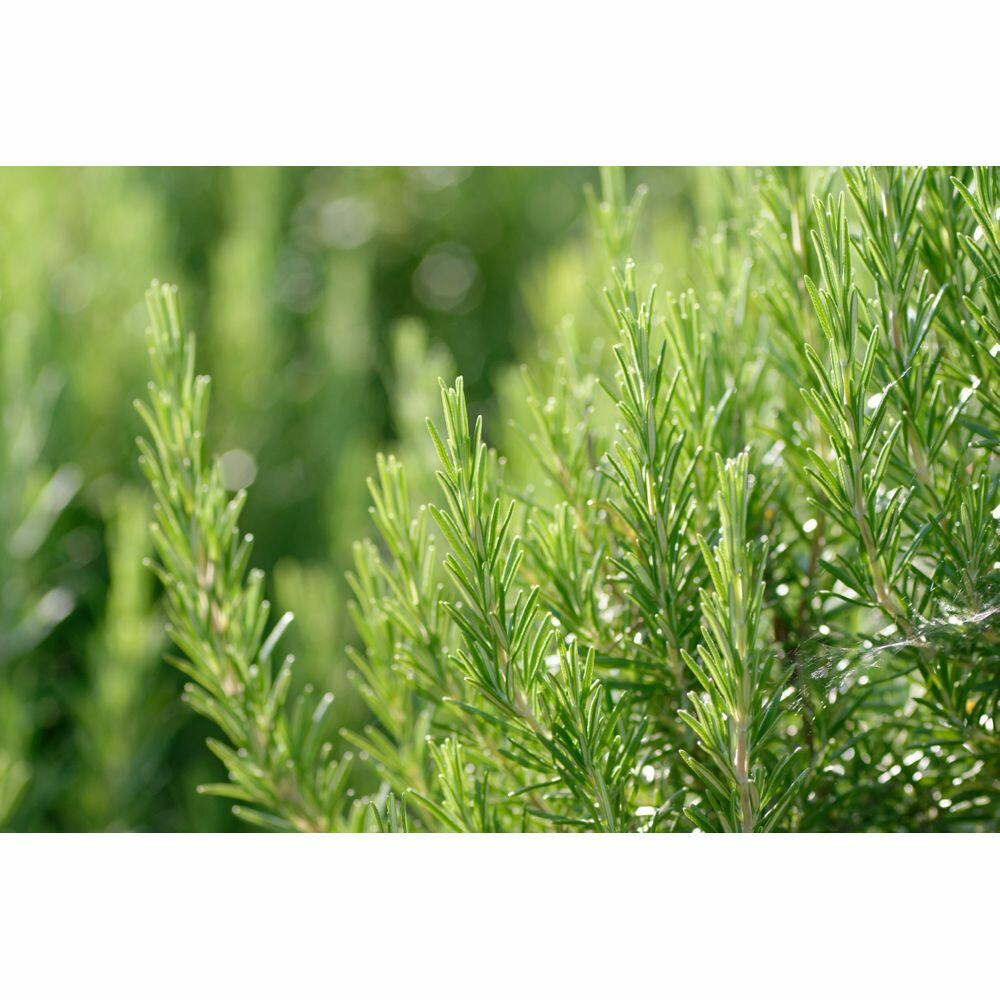 WELEDA Rozemarijn Revitaliserende Haarlotion100 ml