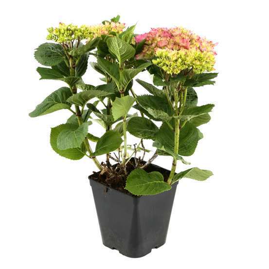 Hydrangea 