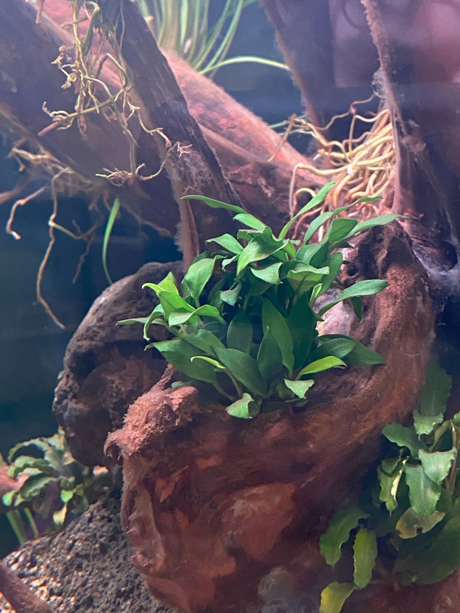 Waterplant Anubias Barteri var. Nana Pangolino in pot