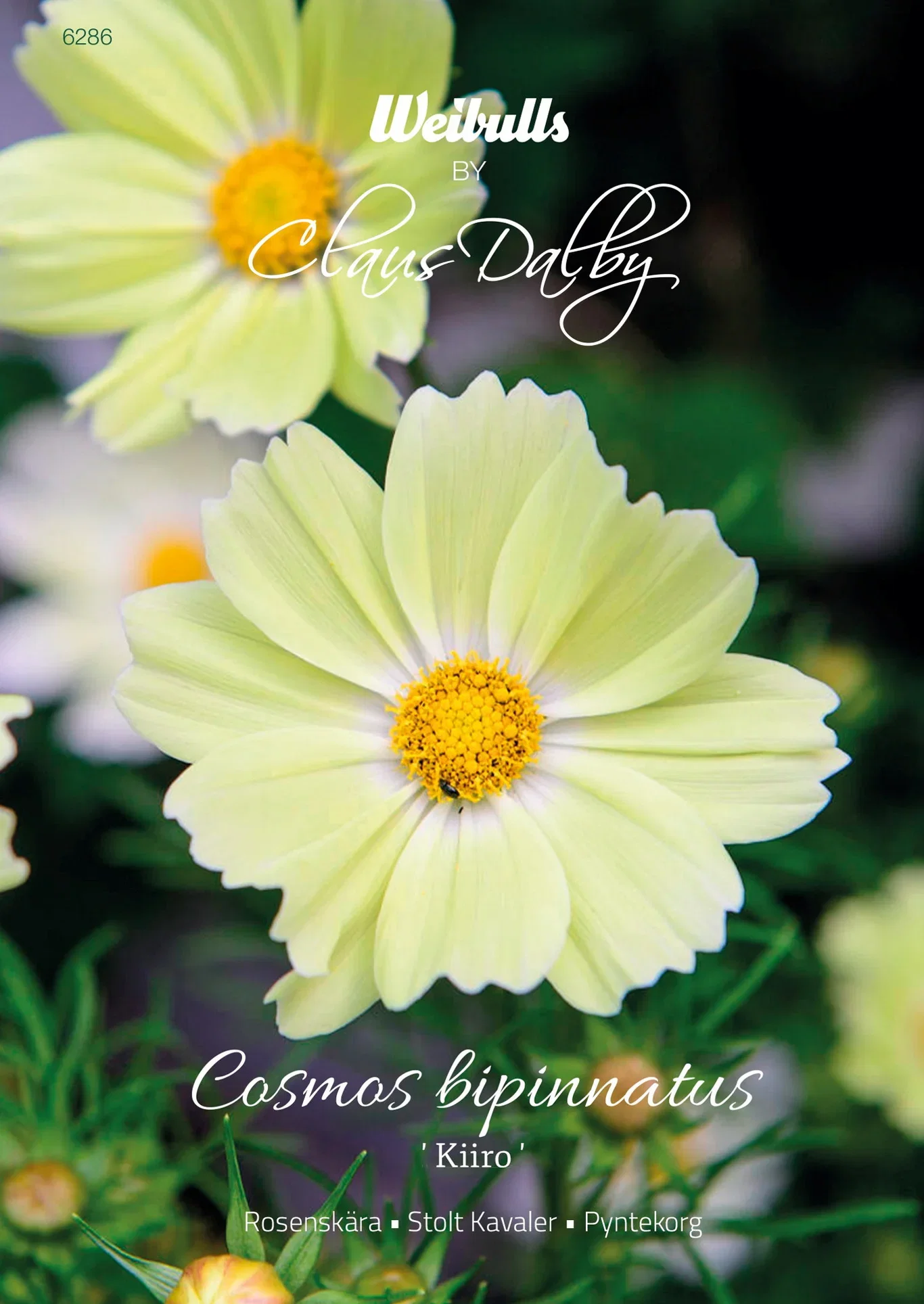 Cosmos bipinnatus 'Kiiro' Rosebay 'Kiiro'