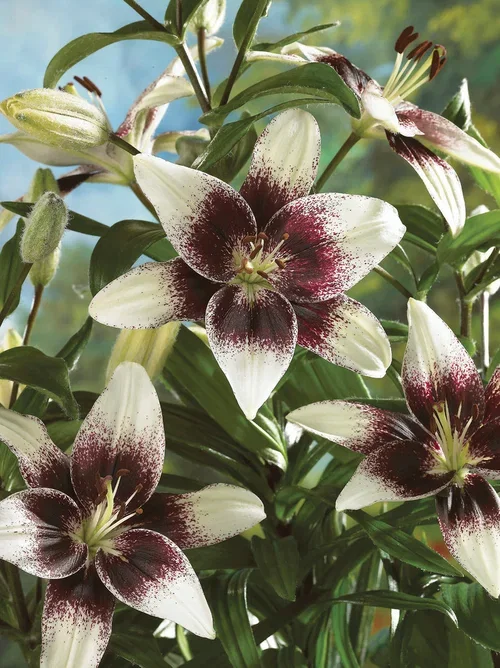 Lilium (Asian Group) TANGO LILY CAPUCHINO ('Capuchino') Lilje TANGO LILY CAPUCHINO