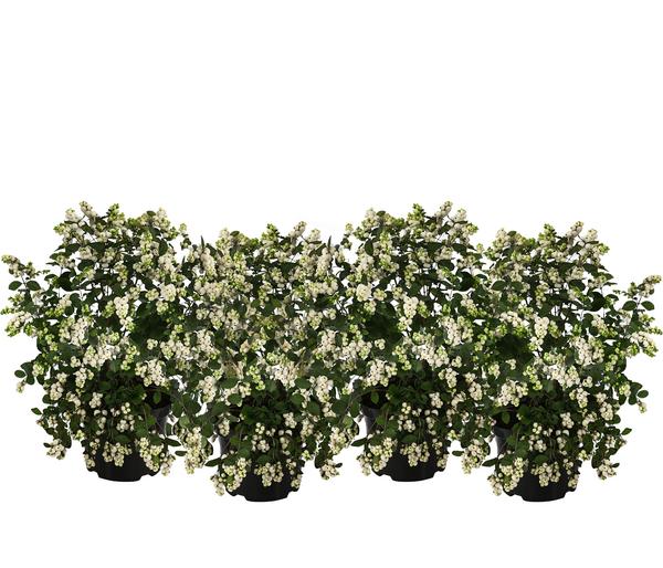 Blütenhecke 'White Hedge', 4er-Set