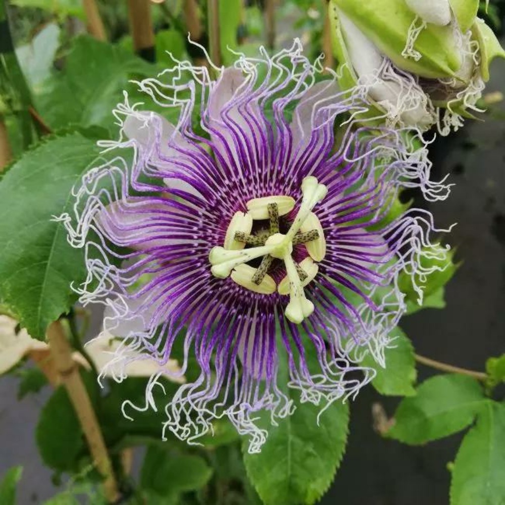 Passiflore 'edulis' - passiflora edulis 3l