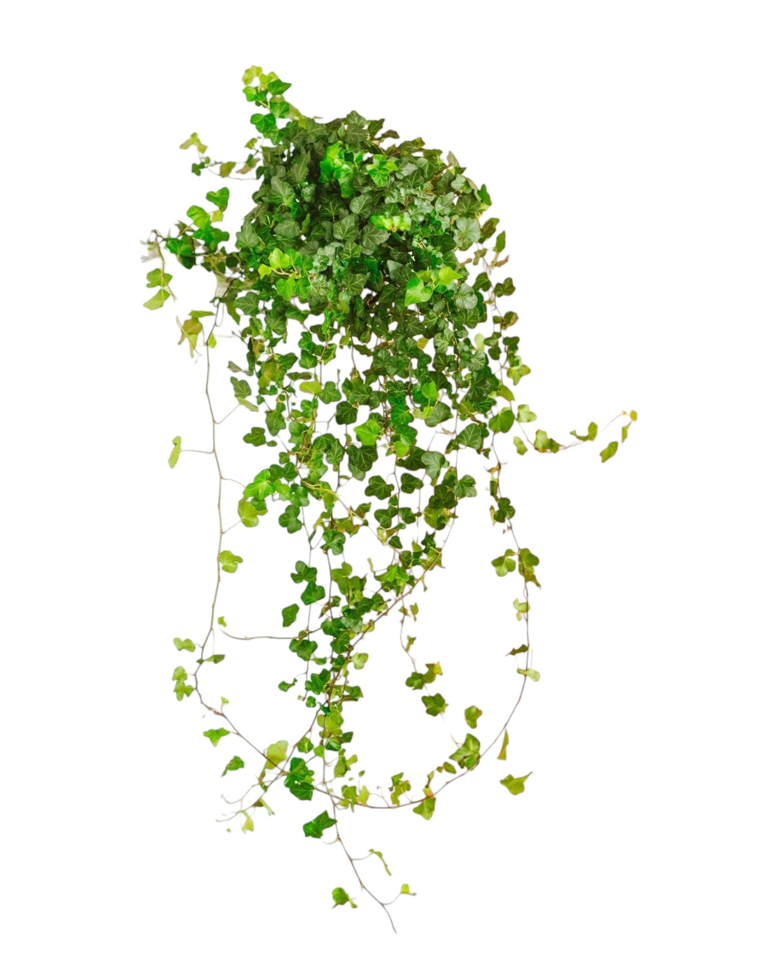 Plante d'intérieur - hedera lierre tombant 70.0cm