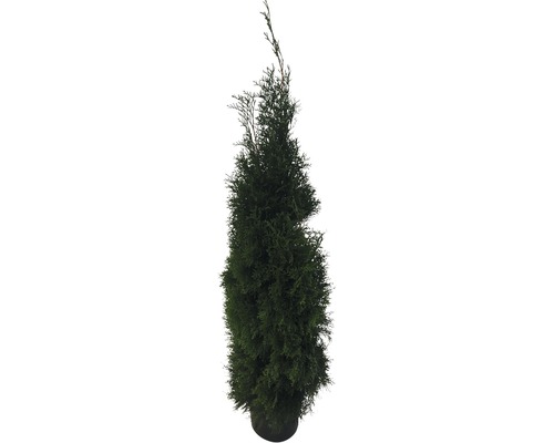 FloraSelf Thuja occidentalis 'Smaragd' H 150-175 cm in een 12 L pot, geperst