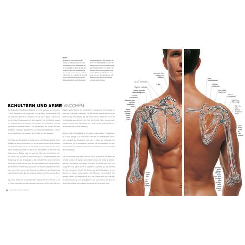 Anatomie für Künstler