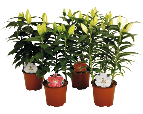 Lelies FloraSelf Lilium Orientalis Ø 13 cm pot