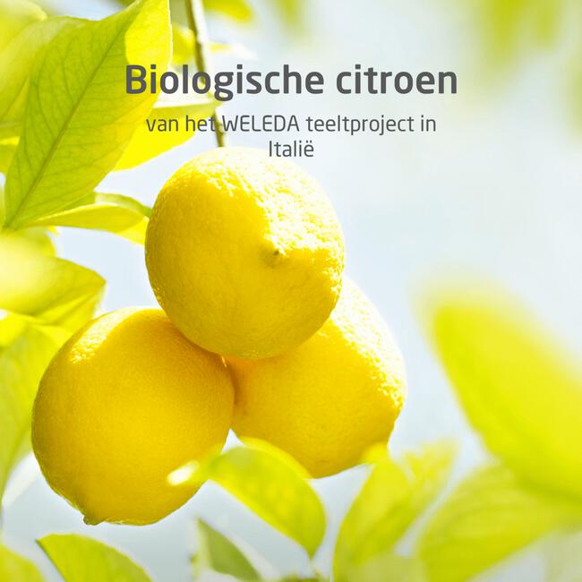 Weleda Citrus 24h Roll-On Deodorant