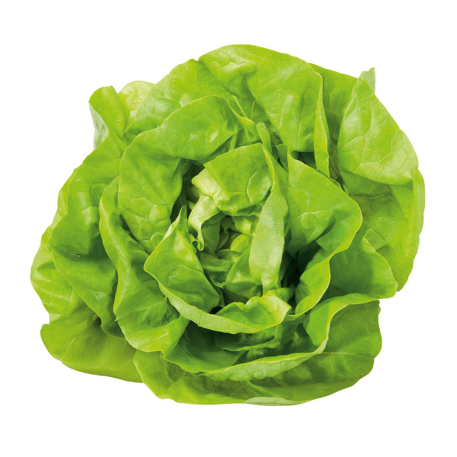 Häuptelsalat