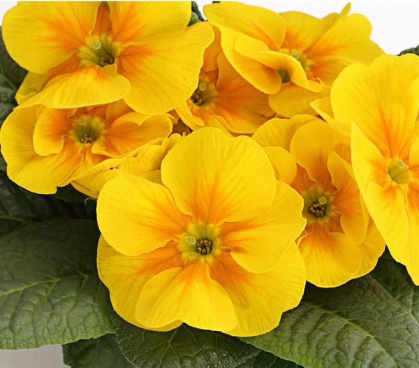 Primel, verschiedene Farben