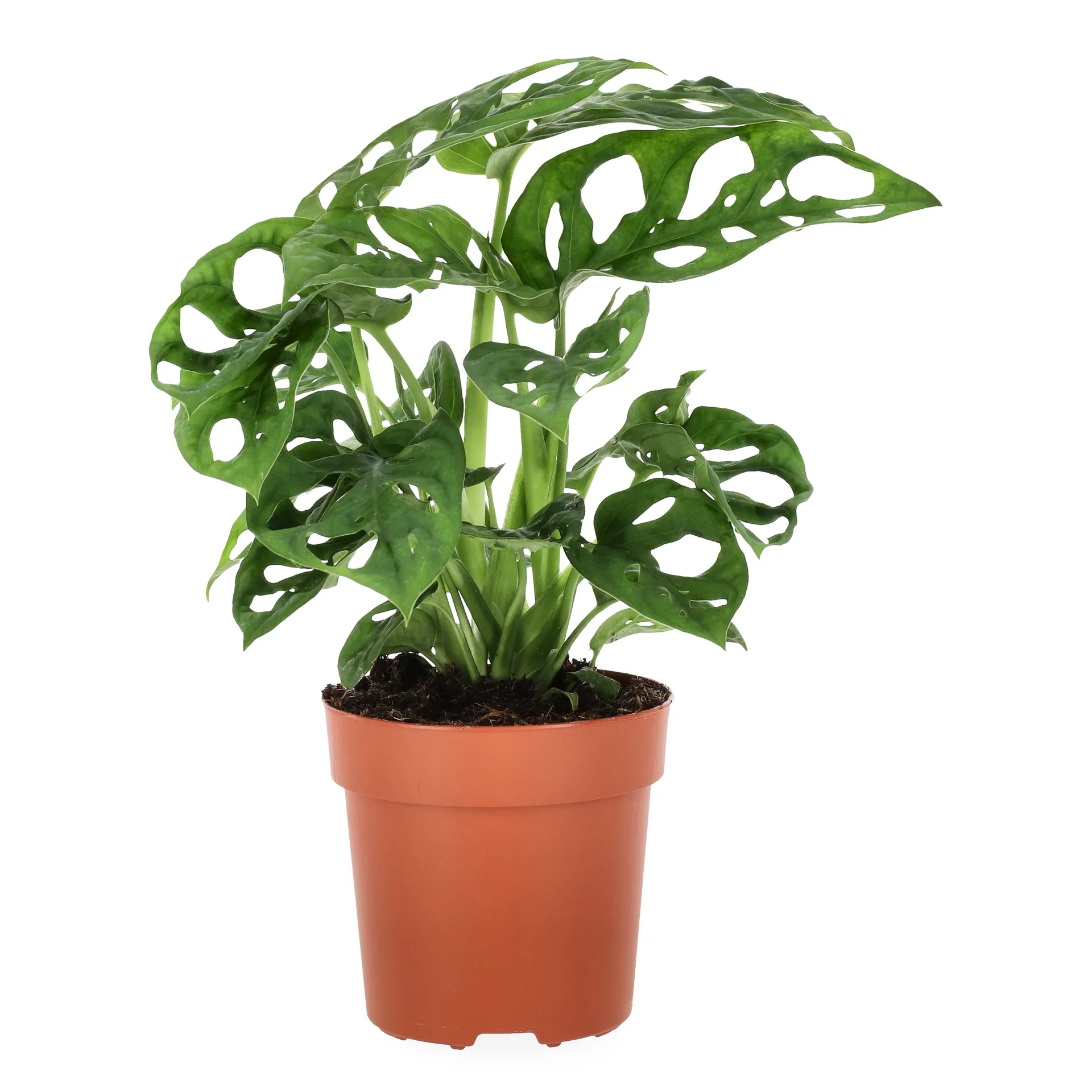 Monstera adansonii Monstera 'Adansonii' Høyde 30 cm