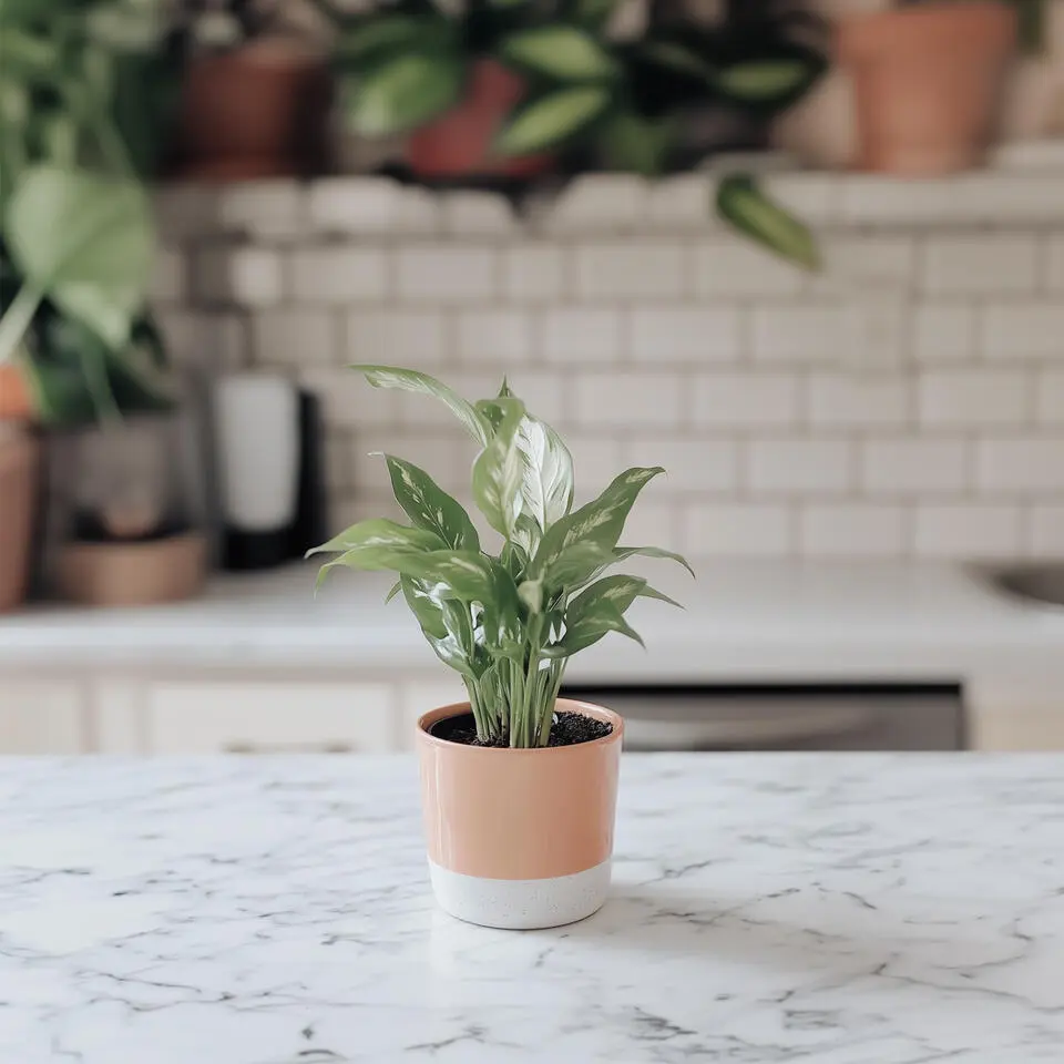 Lepelplant - Set van 2 - Spathiphyllum 'Diamond' - Hoogte 40-50cm - ⌀12cm