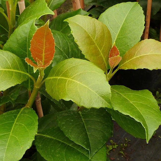 Hydrangea 