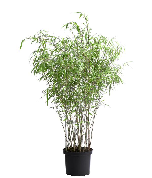 Schirmbambus 'Fargesia rufa'