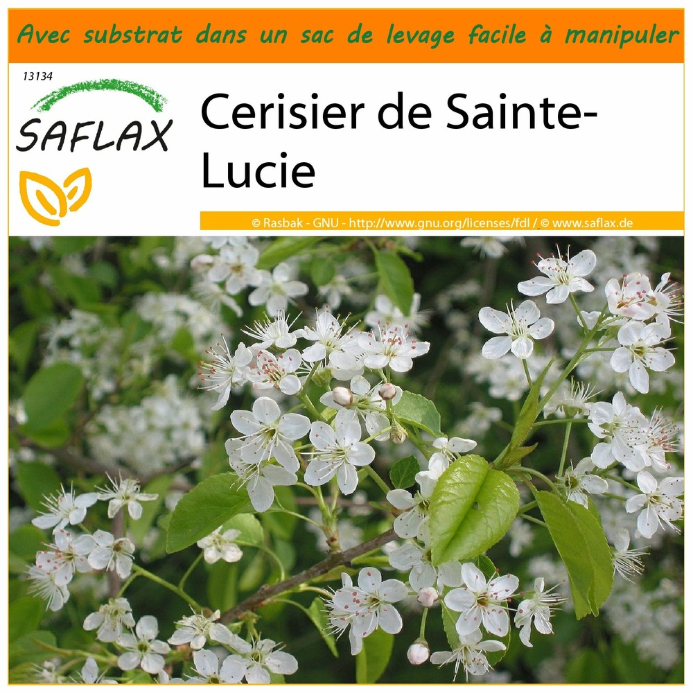Jardin dans le sac - cerisier de sainte-lucie - 30 graines - prunus mahaleb