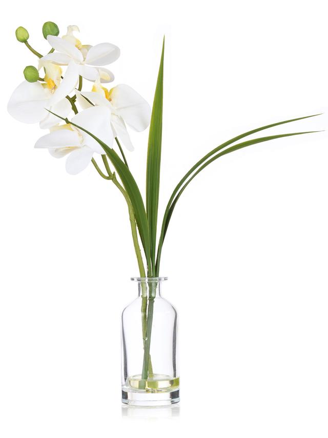 Orchidee Phalaenopsis inkl. Glasvase, 28 cm