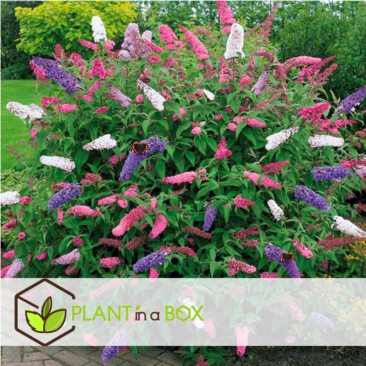 Buissons papillons - mélange de 6 - buddleja - pot 9cm - hauteur 25-40cm