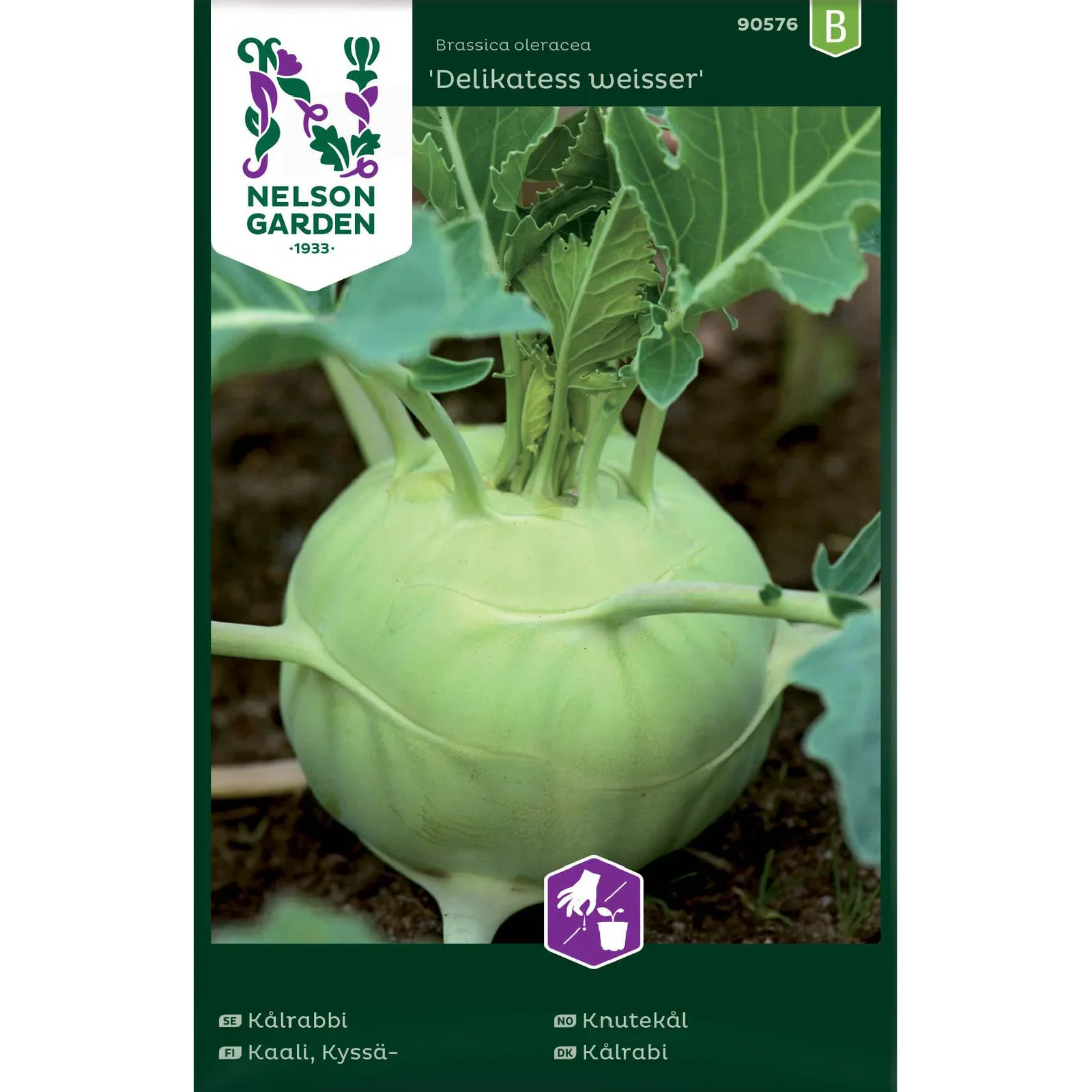Brassica oleracea 'Delikatess weisser' Knutekål 'Delikatess weisser'