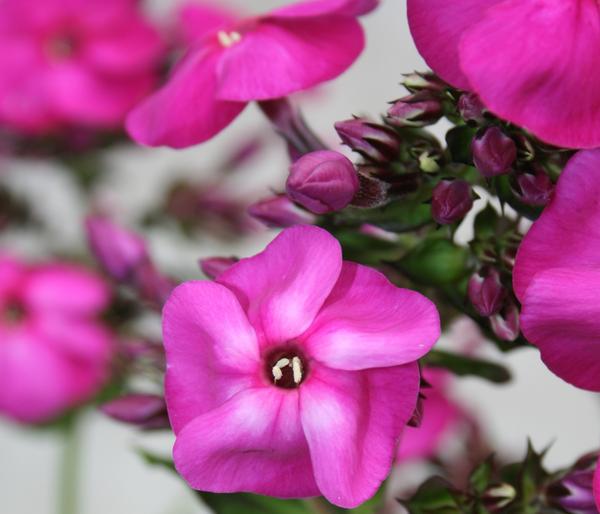 Stauden-Phlox, verschiedene Sorten