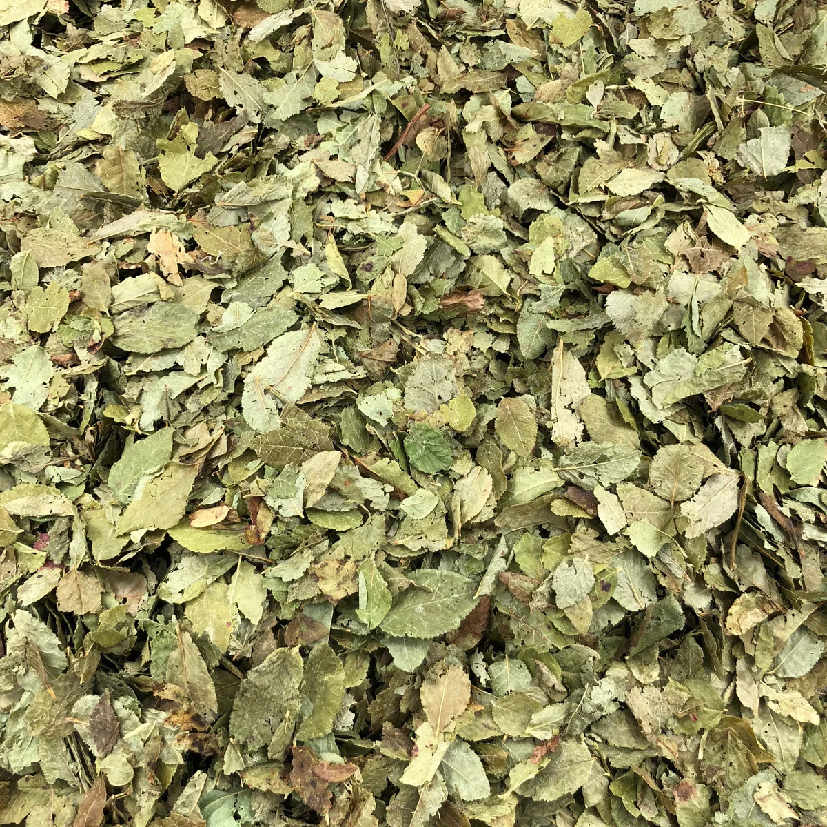 Myrtille Feuilles Bio en Vrac 55g Vrac Bio
