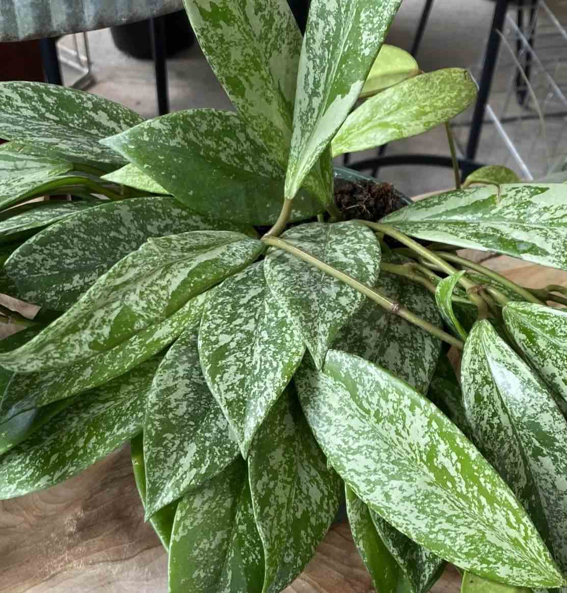 Hoya pubicalyx (fleur de porcelaine, fleur de cire) rose - taille pot de 2 litres - 20/40 cm