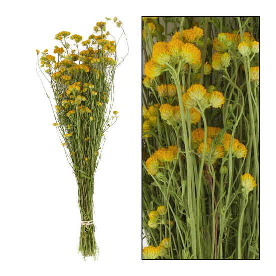 Bouquet de fleurs séchées Lona Jaune