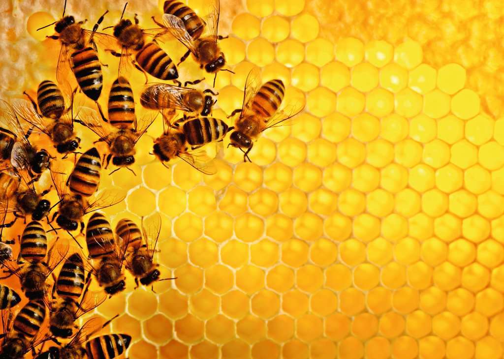 Ravensburger Spiel Bienen