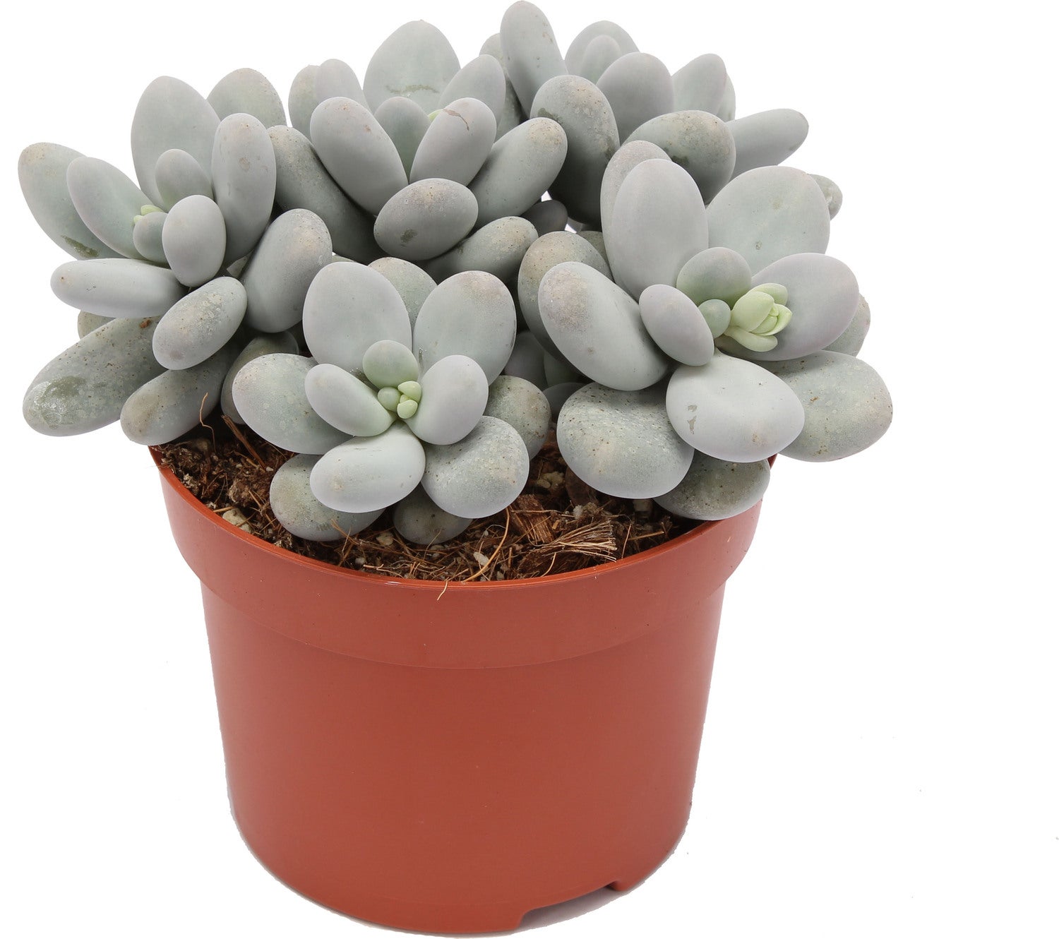 Eitjeswasblad (Pachyphythum oviferum) D 12 H 17 cm