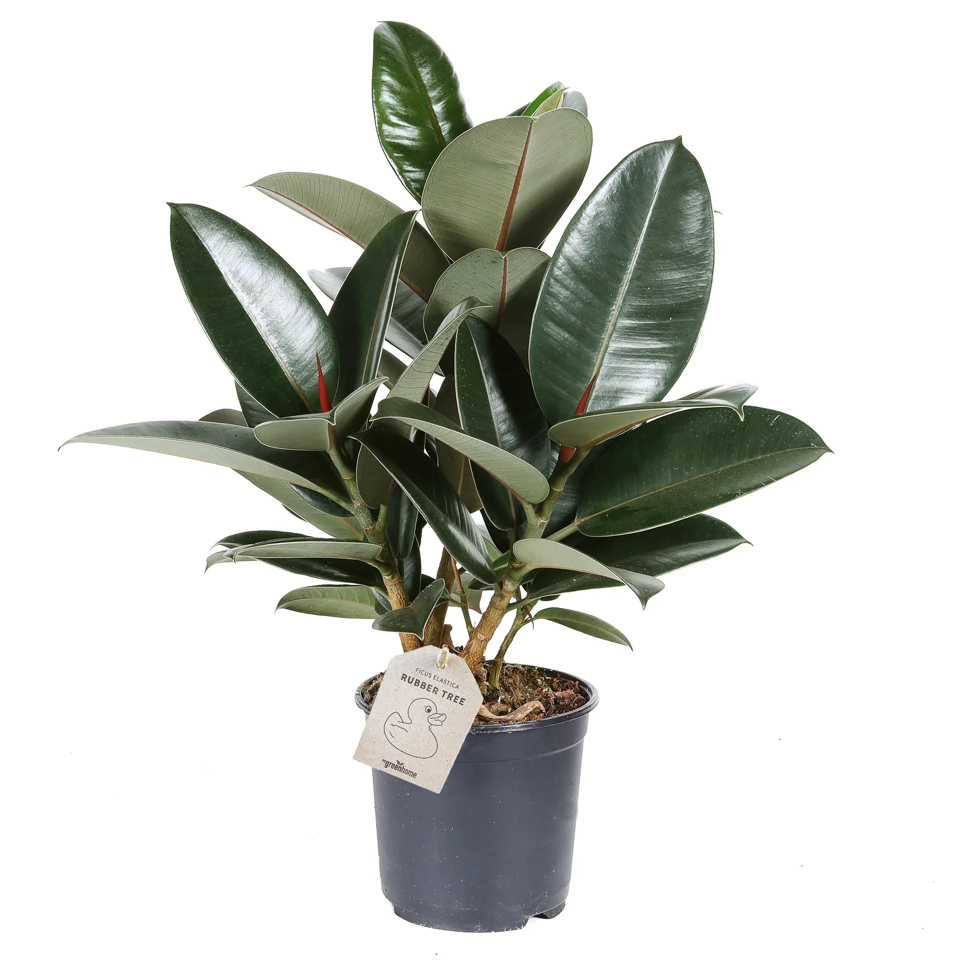 Ficus elastica 'Robusta' Ficus elastica 'Robusta' Høyde 50 cm