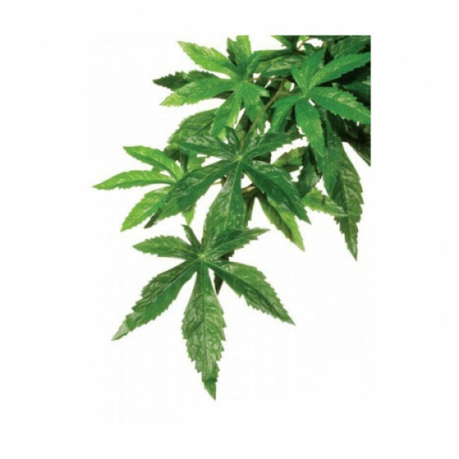 Plante Abutilon Exo Terra pour terrarium