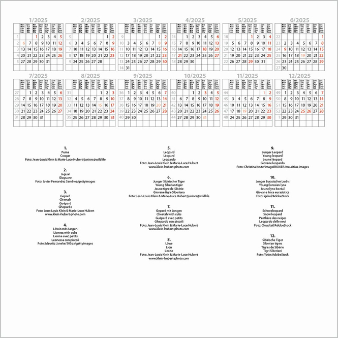 Wandkalender - 2025 - Big Cats