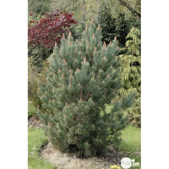 Pinus Sylvestris Watereri : H 40 cm : Pot diamètre 10 cm