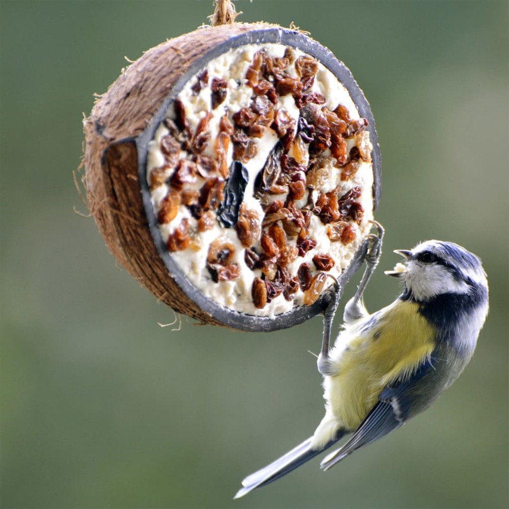 1/2 noix de coco garnitures à 5 saveurs oiseaux sauvages 10 pcs