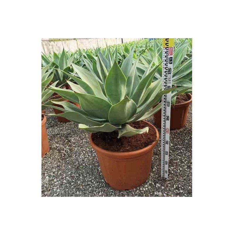 Agave attenuata taille pot de 45l - 80/100cm