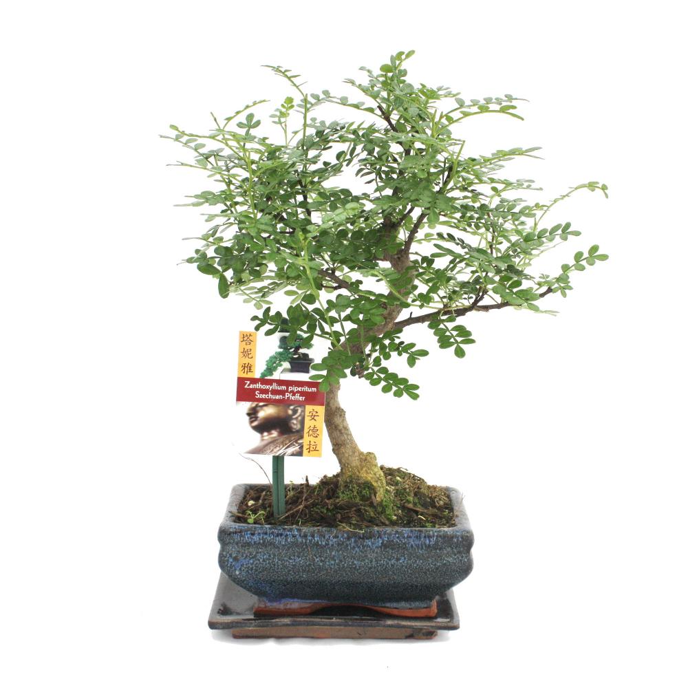 Poivre de bonsaï szechuan - zanthoxylum piperitum - ca. 6 ans