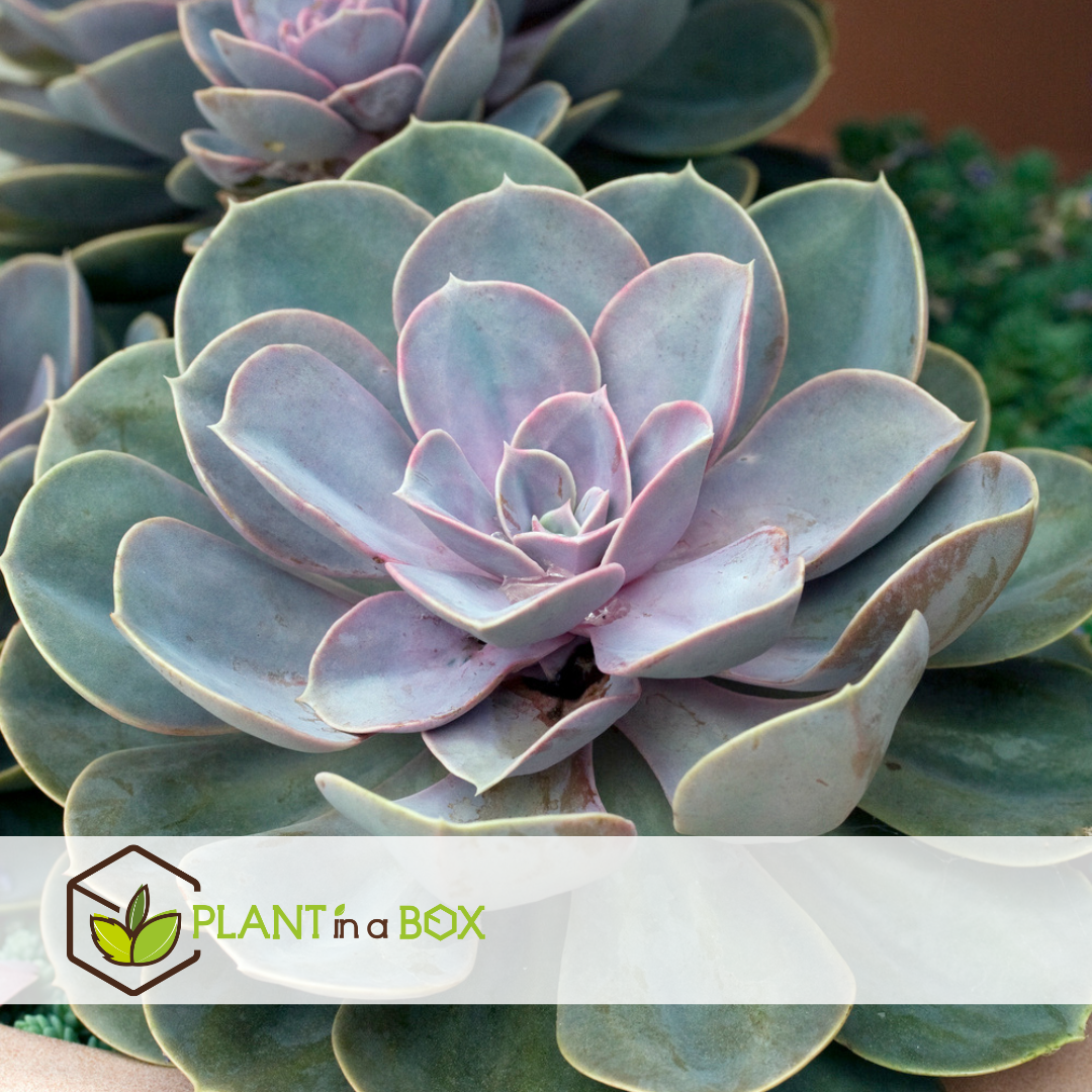 Echeveria garden mix white - succulentes à échelle décorative - blanc - 20 cm