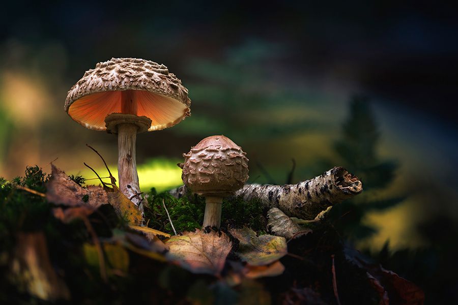 Aludibondbild AUTUMN DREAM 120 x 80 cm