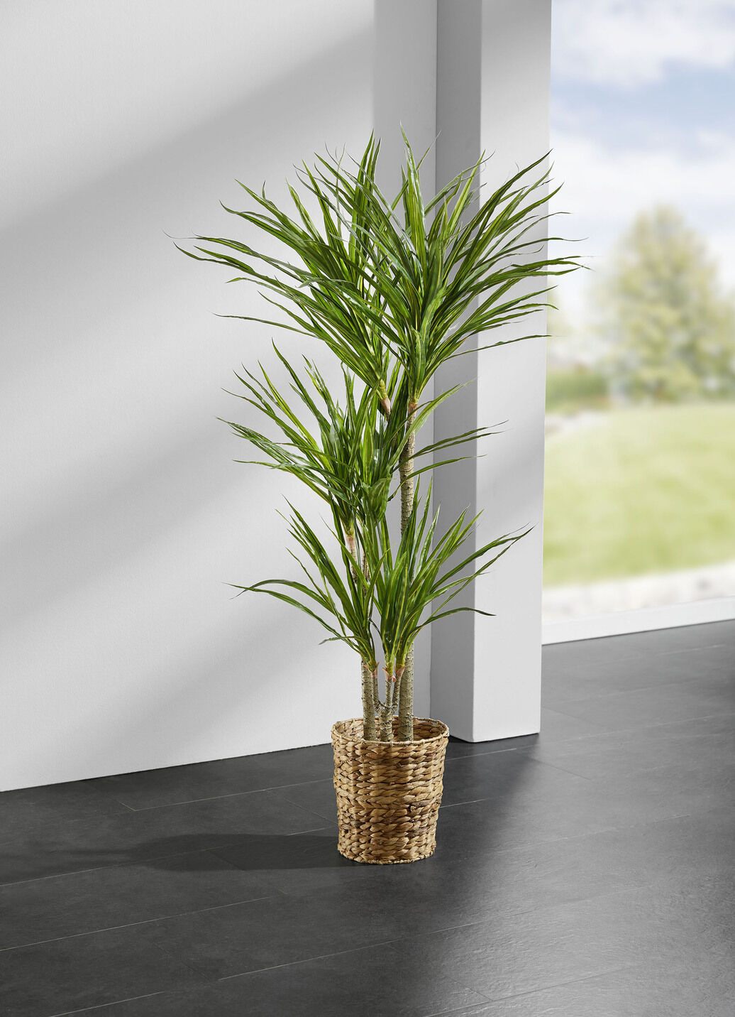 Yucca-Palme im Topf