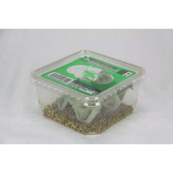 Grillons alimentation reptiles, taille petit, 70/80 pièces