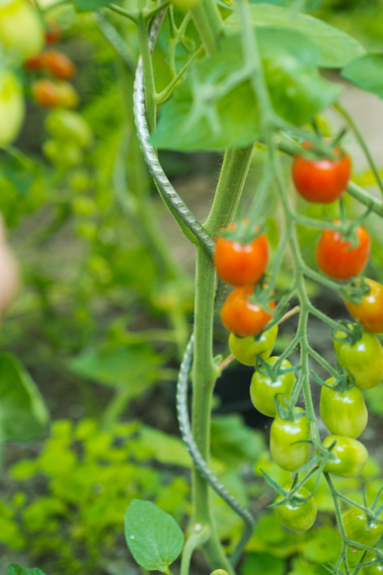 Nature tomatensteun 180cm