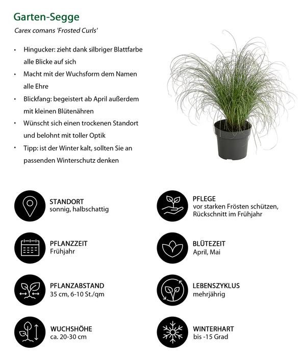 Garten-Segge 'Frosted Curls'