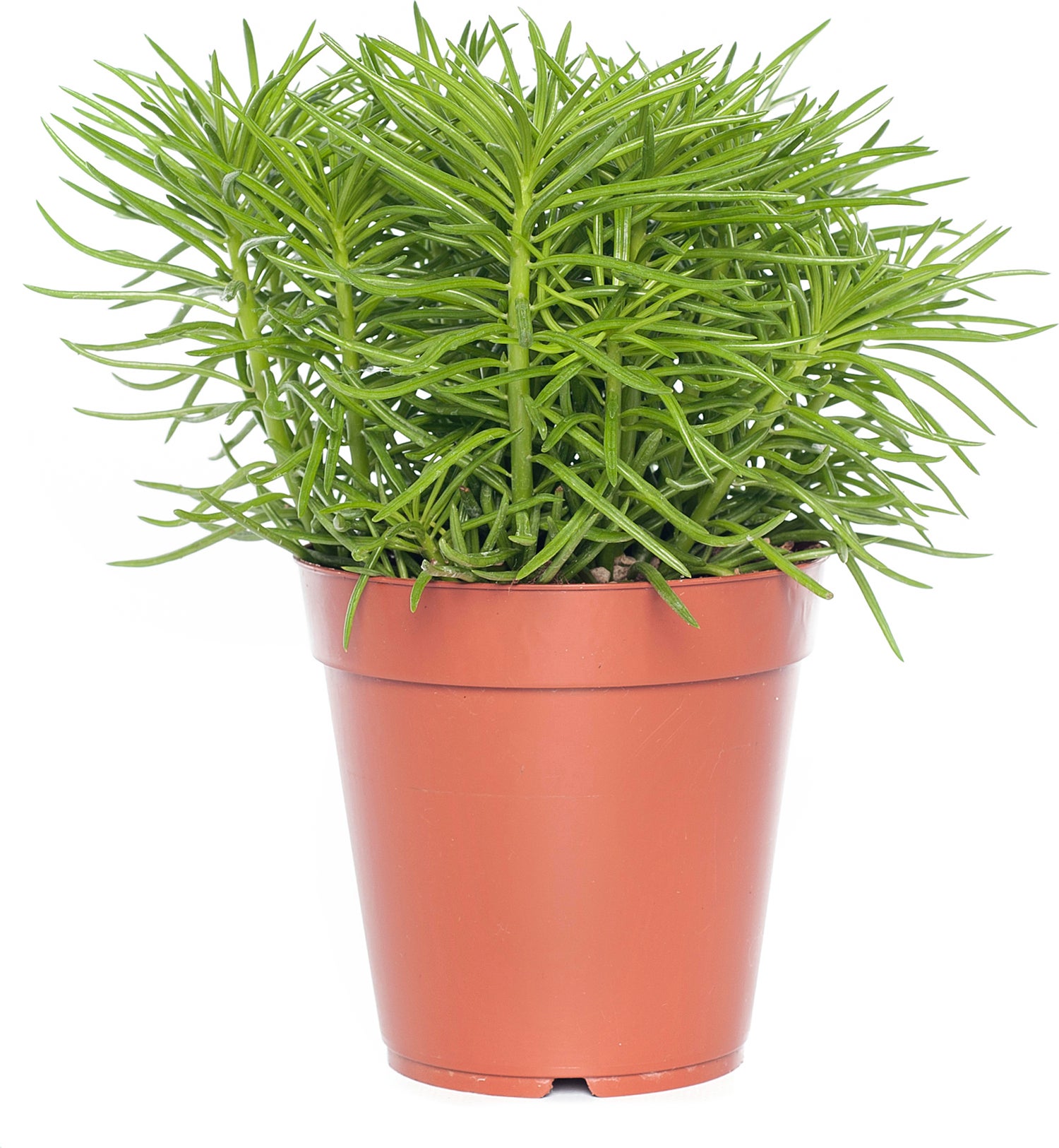 Kruiskruid (Senecio archeri 'Himalaya') D 12 H 15 cm