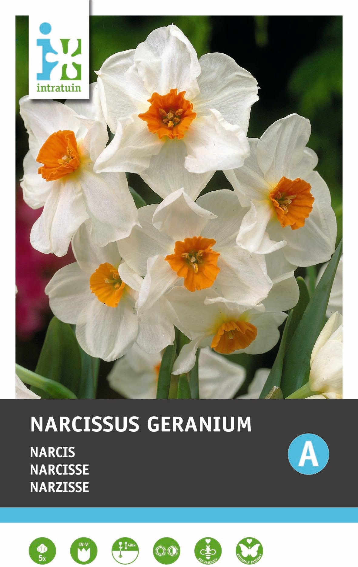 Intratuin bloembollen Narcis (Narcissus 'Geranium')5 stuks