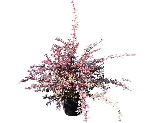 Berberis FloraSelf Berberis thunbergii 'Rose Glow' H 30-40 cm Co 4 L