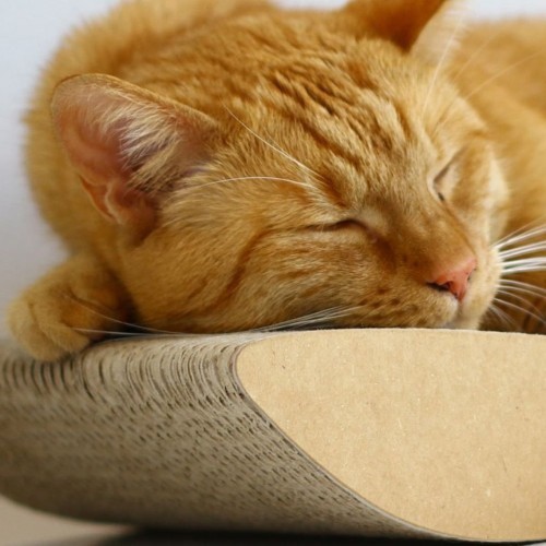 Arranhador para gatos Tobi, marrom