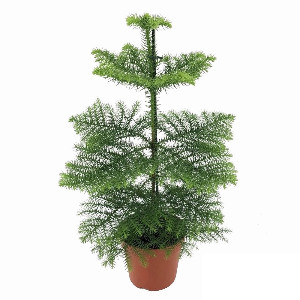 Araucaria heterophylla - pin de norfolk - pot 14cm - hauteur 45-55cm