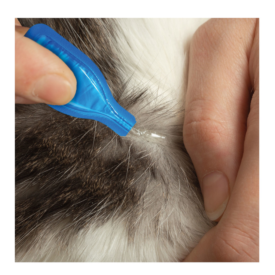 Pipetas antiparasitárias Beaphar Fiprotec para gatos