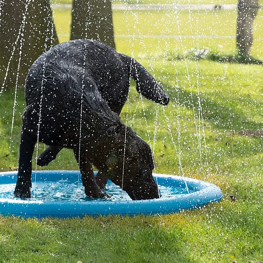 Coolpets Splash Pool Sproeier | 11742