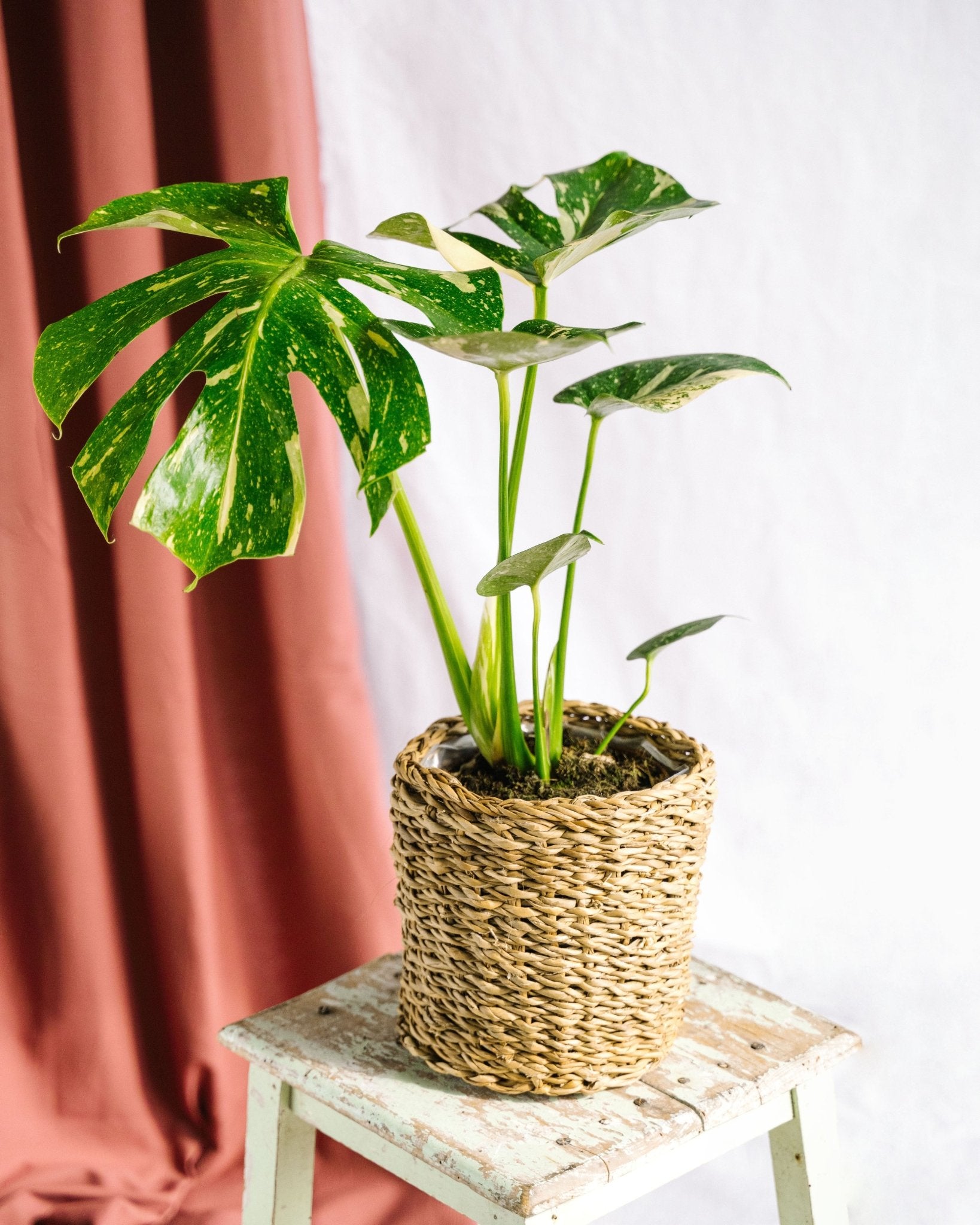 Plante d'intérieur - monstera thai constellation 50cm